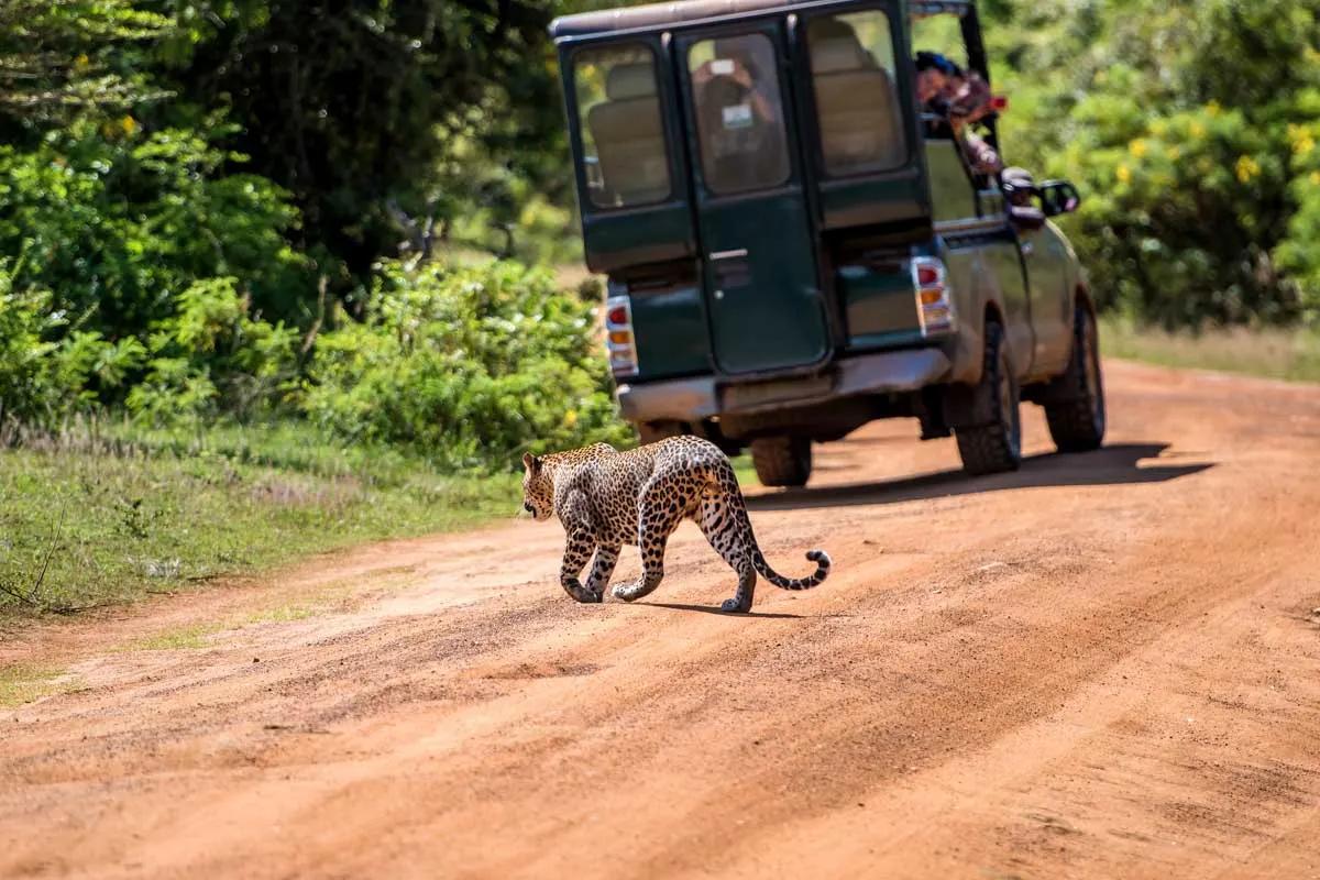 Yala National Park Safari Guide: Wildlife, Leopards and Travel Tips