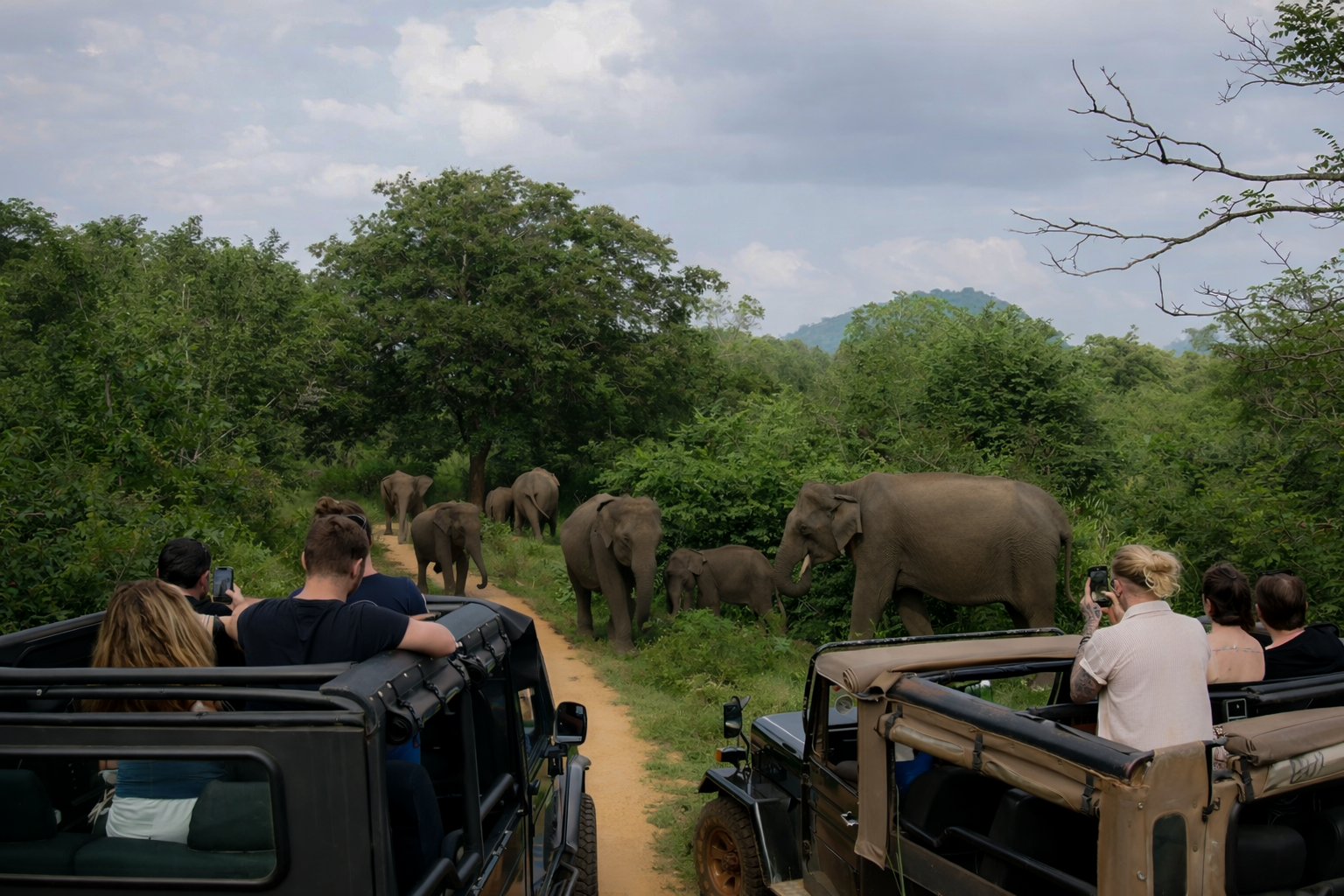 Wildlife Safari